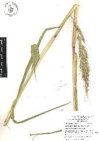 Echinochloa holciformis image