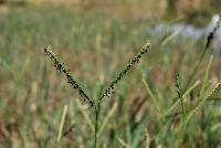 Paspalum distichum image