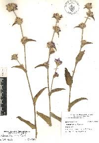 Tradescantia crassifolia image