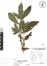 Tinantia erecta image