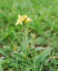 Echeandia vestita image