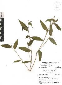 Commelina diffusa image