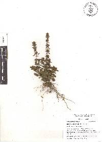 Stachys crenata image