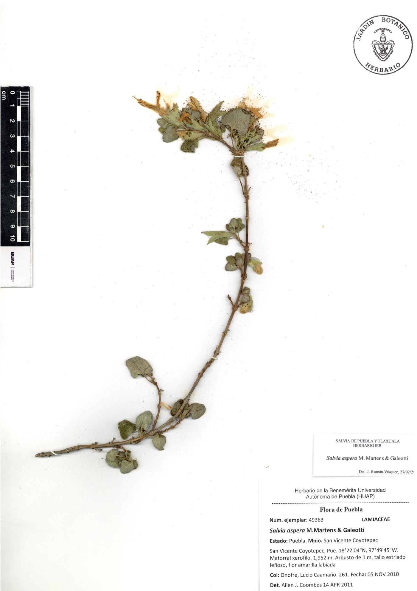 Salvia aspera image