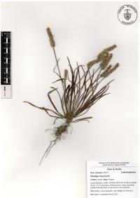 Plantago nivea image