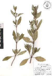 Ageratina glabrata image