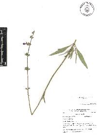 Salvia laevis image