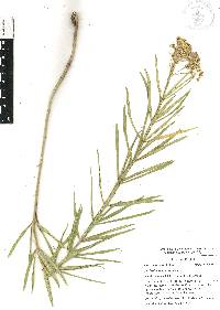 Asclepias fascicularis image