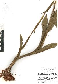 Dichromanthus cinnabarinus image