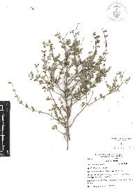 Salvia thymoides image