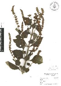 Salvia xalapensis image