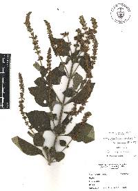 Salvia longispicata image