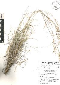 Aristida pansa image