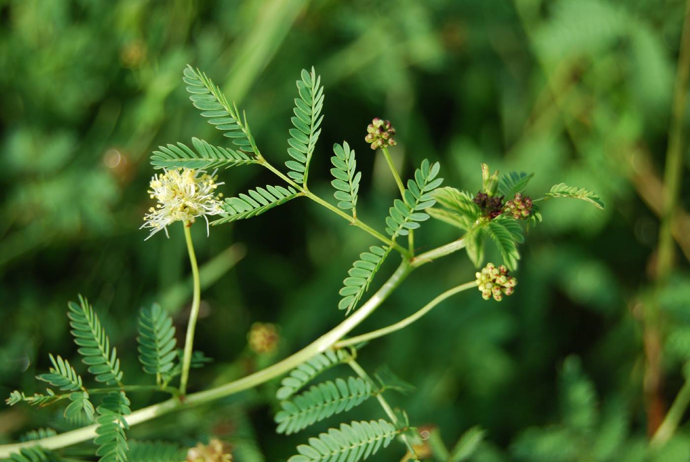 Desmanthus pumilus image