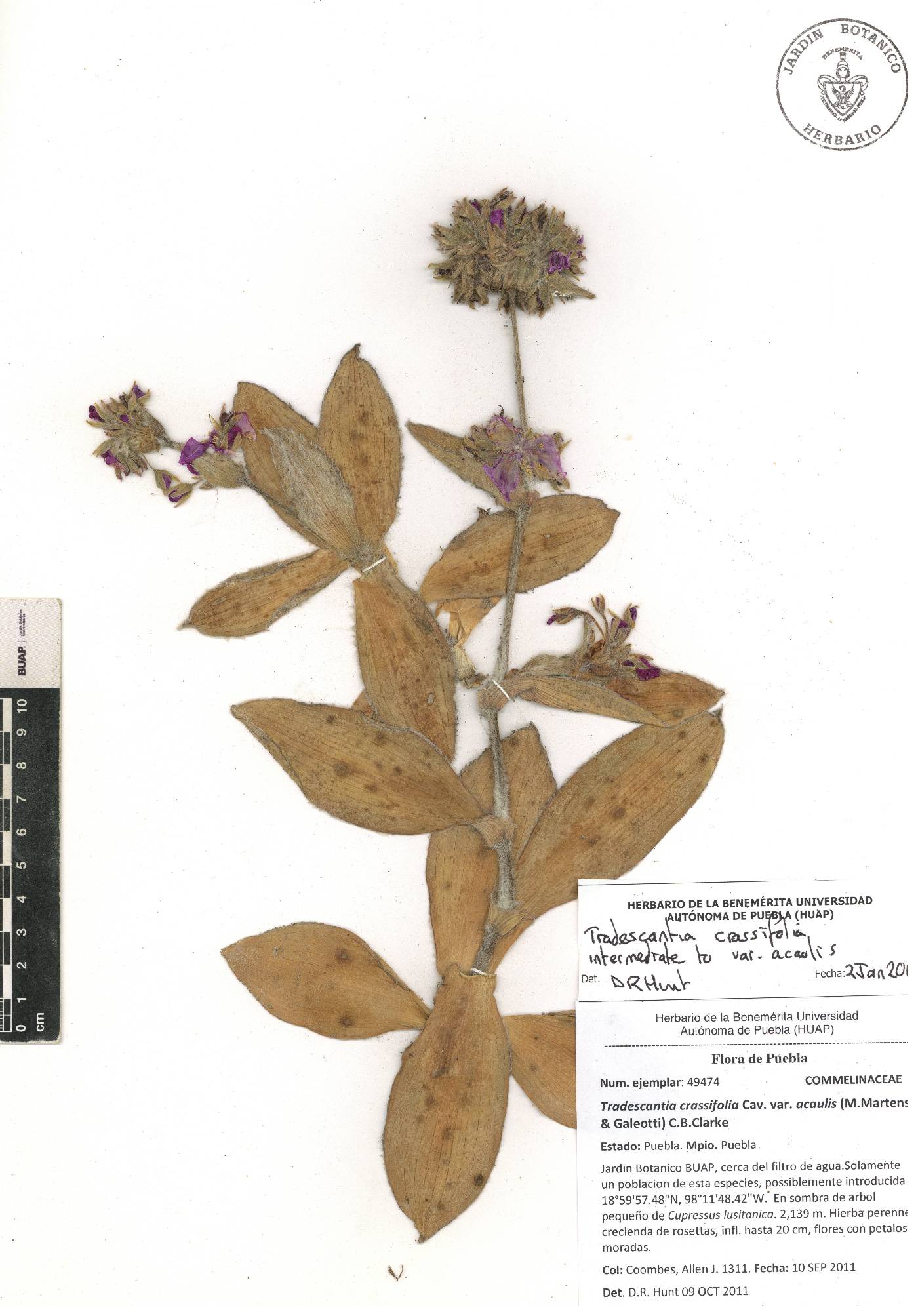 Tradescantia crassifolia var. acaulis image