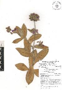 Tradescantia crassifolia image