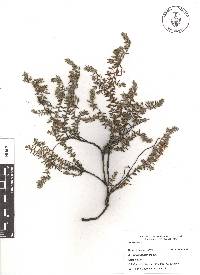 Krameria pauciflora image