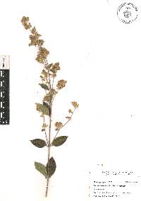 Lippia oaxacana image