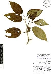 Miconia oligotricha image