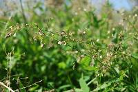 Desmodium procumbens image