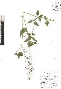 Desmodium procumbens image