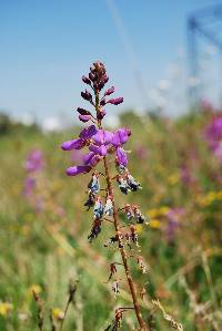 Desmodium aparines image