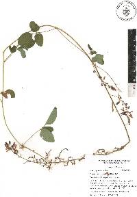 Desmodium aparines image