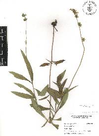 Salvia laevis image