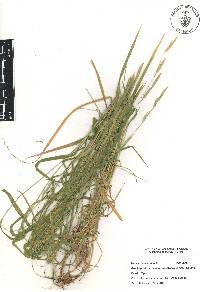 Brachypodium mexicanum image