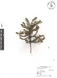 Krameria pauciflora image