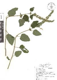 Teucrium vesicarium image