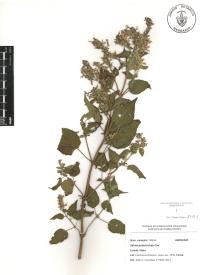 Salvia polystachia image