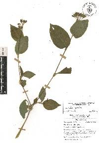 Tinantia erecta image