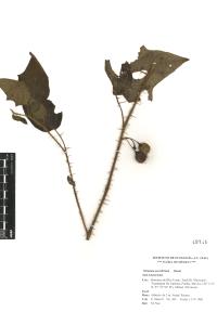 Solanum acerifolium image