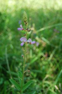 Desmodium subsessile image