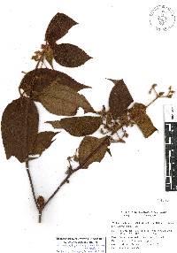 Miconia petiolaris image