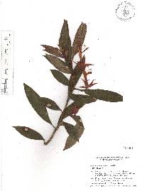 Columnea schiedeana image