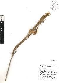 Asclepias linaria image