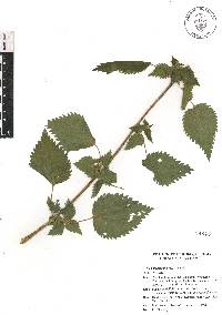 Urtica chamaedryoides image