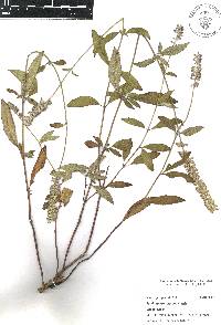 Salvia lavanduloides image