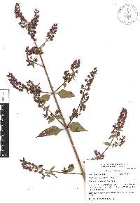 Cantinoa mutabilis image