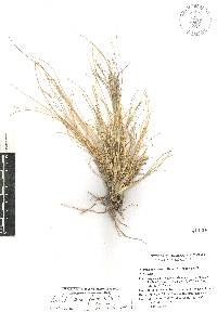 Aristida pansa image