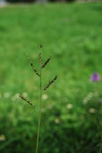 Urochloa meziana image