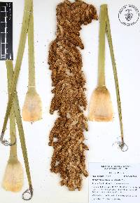 Dasylirion acrotrichum image