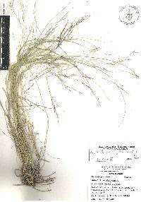 Aristida ternipes image