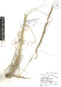 Aristida appressa image