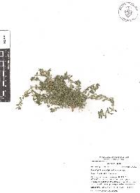 Scopulophila parryi image