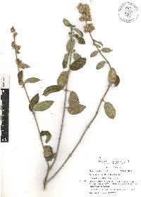 Lippia oaxacana image