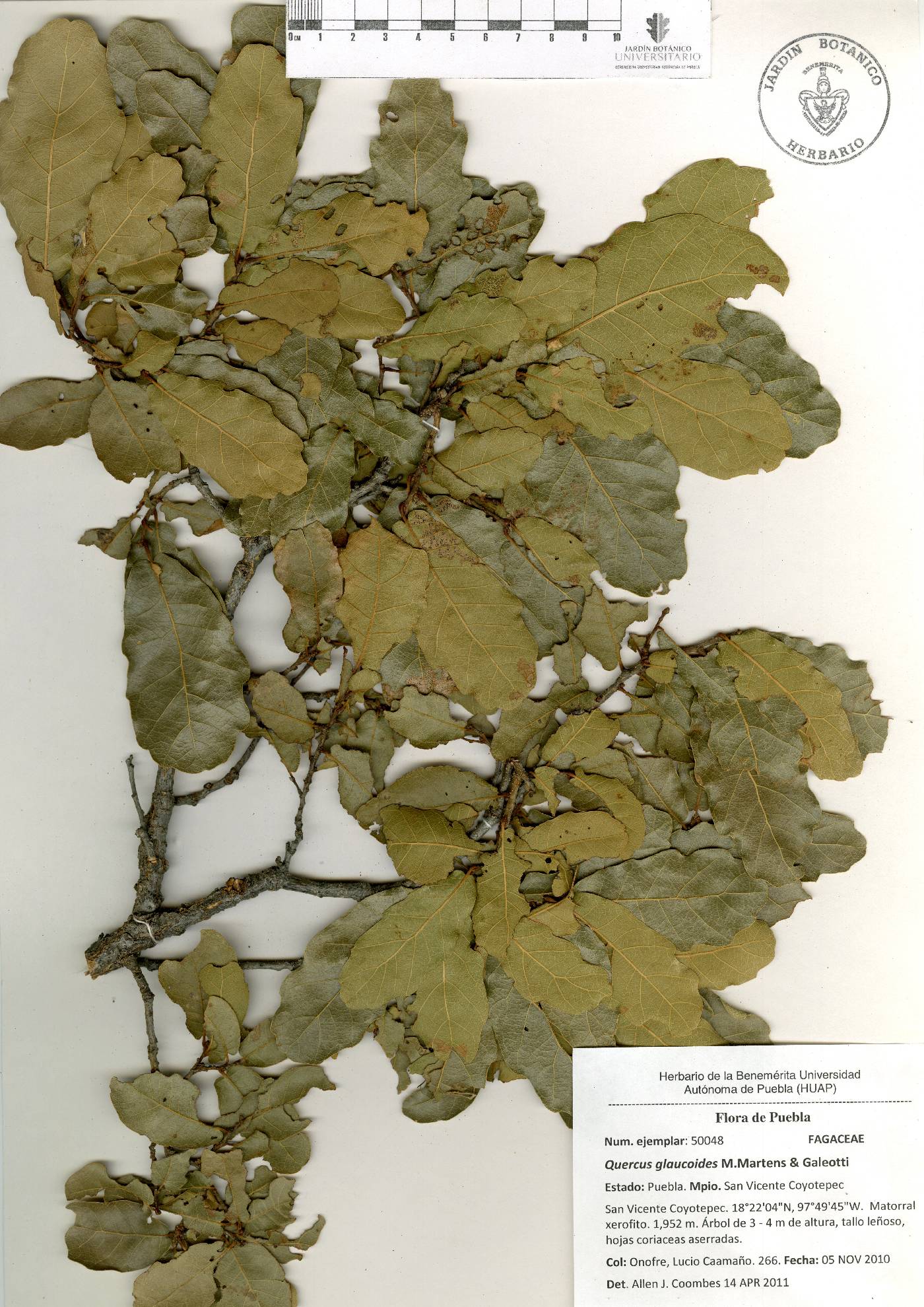 Quercus laceyi image