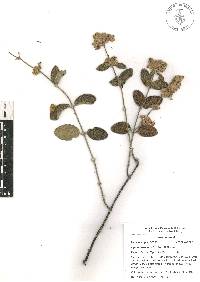 Lippia oaxacana image